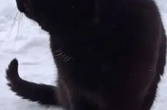 Пропал кот, Пятигорская улица, городской округ Тамбов - photo