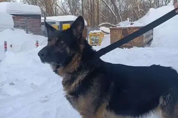 Найдена собака, Казань, фото: Найдена собака, девочка, 81, Казань
