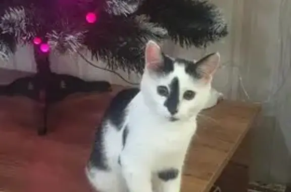 Пропала кошка, улица Котовского, 75/51, городской округ Тверь - черно-белая с черным хвостом - photo