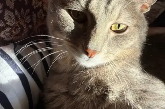 Кошки потеряшки, Криводановка, фото: Потеряшка кот, улица Мичурина, 15, Криводановка - серый, тянется к людям