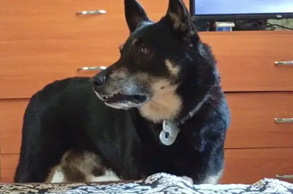 Пропал собака, мужской, улица Панфилова, 10, Йошкар-Ола - окрас чёрный с белыми пятнами - photo