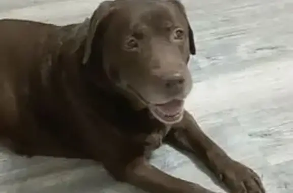 Потерянные животные Чебоксары, фото: Пропала собака, улица Ленинского Комсомола, 12, Чебоксары - убежала без ошейника и поводка