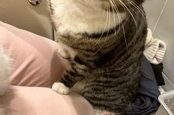 Объявления о пропавших и найденных животных, Архангельск, фото: Найдена кошка, улица Красных Партизан, 15, Архангельск - ласковый