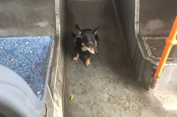 Найдена собака, Самара, фото: Найдена собака, Молодёжный переулок, Самара - зашла в троллейбус №6