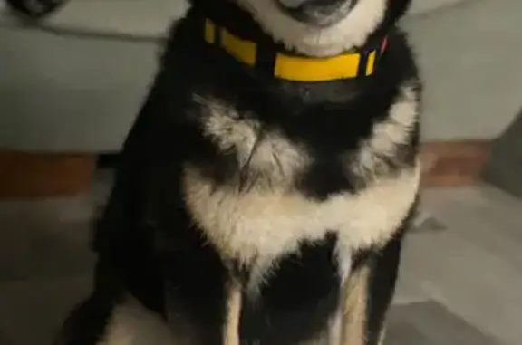 Пропала собака, Некрасовское сельское поселение, Некрасовское - черный окрас с бело-желтыми пятнами - photo