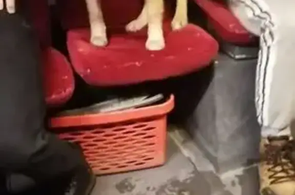 Найдена собака, Калининград, фото: Найден собака, мужской, Туруханская улица, Калининград - домашний и ласковый