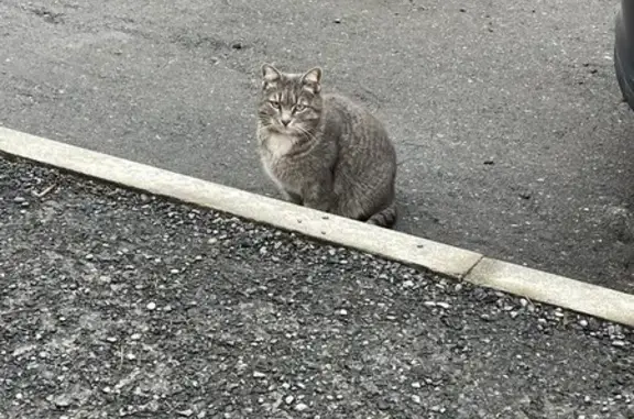 Найдена кошка, Владикавказ, фото: Найдена кошка, Владикавказ, Северная Осетия — Алания - очень ухоженная