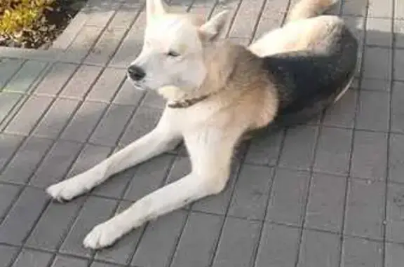 Найденные животные Алексеевка, фото: Найден собака, мужской, улица Маяковского, 121, Алексеевка - похож на породу хаски-лайка