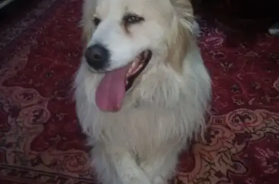 Найдена собака, Санкт-Петербург, фото: Найден собака, Санкт-Петербург