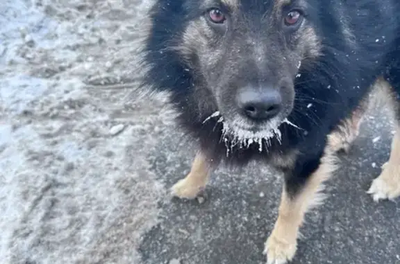 Найдена собака, Москва, фото: Найдена собака, улица Твардовского, Москва - без чипа и ошейника