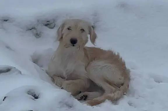 Найдена собака, Орск, фото: Найдена собака, женская, Тагильская улица, 40, Орск - лежала в сугробе