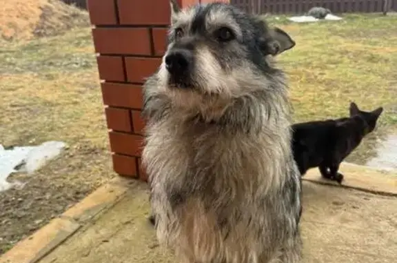 Пропал собака, городской округ Тверь, Тверская область - окрас черный, белый - photo