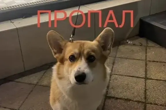 Пропал собака, А-136, Краснодар - рыжий с белым корги - photo