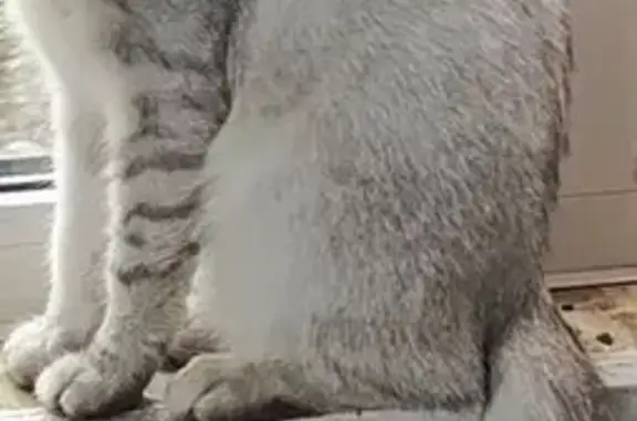 Кошки потеряшки, Трудовое, фото: Потеряшка кошка, Трудовое, Приморский край