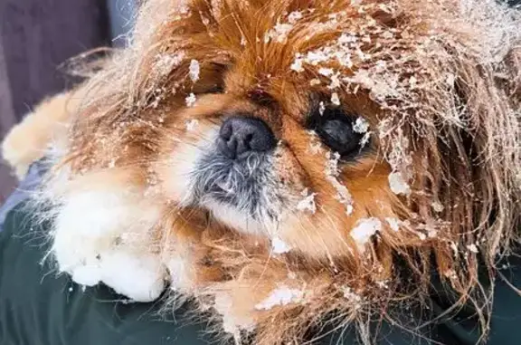 Найдена собака, Зинино, фото: Найдена собака, Запрудная улица, 27, Зинино - лежала на снегу около ворот гаражных