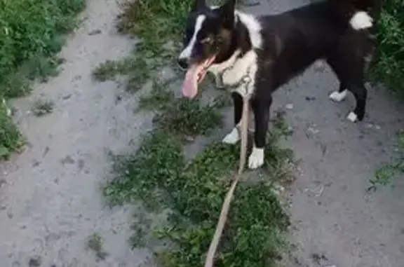 Пропал собака, Северная улица, Тавда - чёрно-белый - photo