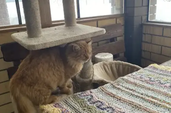 Найдена кошка, Чаплыгин, фото: Найден кот, Доброе — Мичуринск, Зарницы, Чаплыгин - рыжий, ласковый, не кастрирован