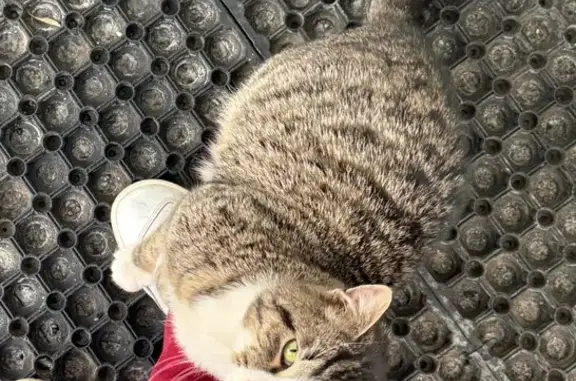 Найдена кошка, Москва, фото: Найдена кошка, улица Гамалеи, Москва - у входа в Клинический центр стоматологии