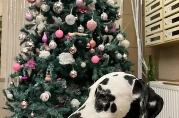 Пропала собака, Вокзальная улица, 38, Рязань - девочка далматинец с ошейником - photo