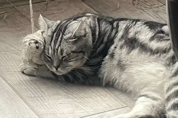 Пропал кот, Мостецкая улица, 1, Красный Бор - шотландский прямоухий - photo