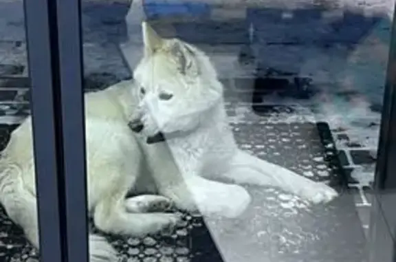 Найдена собака, Бережки, фото: Найдена собака, 46Н-11360, Бережки - белая лайка с ошейником