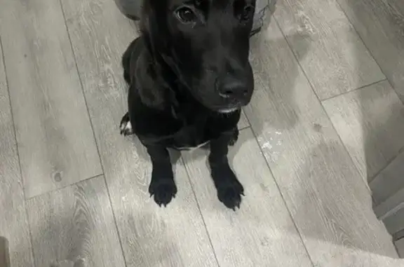 Найдена собака, Старый Оскол, фото: Найден собака, Молодёжный проспект, Старый Оскол - чёрно-коричневый с белыми пятнами