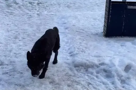 Найдена собака, Калининград, фото: Найден собака, улица Летний проезд, 27, Калининград - ошейник тёмного цвета