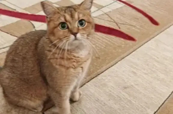 Пропала кошка, Садовая улица, 60А, Таштагол - photo