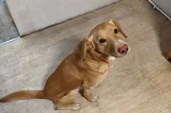 Пропала собака, Советская улица, 11, Красноярск - Рыжий и Серый с ошейниками - photo