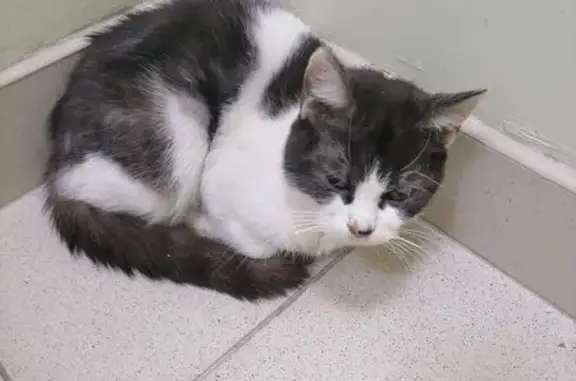 Найдена кошка, Коломна, фото: Найдена кошка, женский пол, улица Астахова, 5, Коломна - белая с темно-серым окрасом