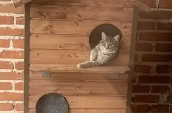 Пропал кот, улица Добровольского, Ростов-на-Дону - серый в медицинском воротнике - photo