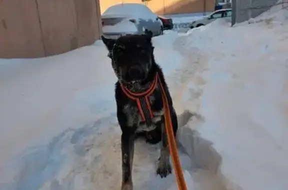 Пропал собака, проспект Ракетостроителей, 7А, Долгопрудный - метис в оранжевой шлейке - photo