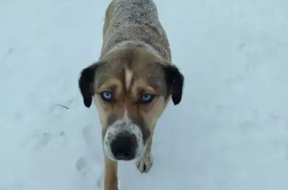 Найдена собака, Калининский, фото: Найдена собака, Калининский - светлая, ухожена, ошейник