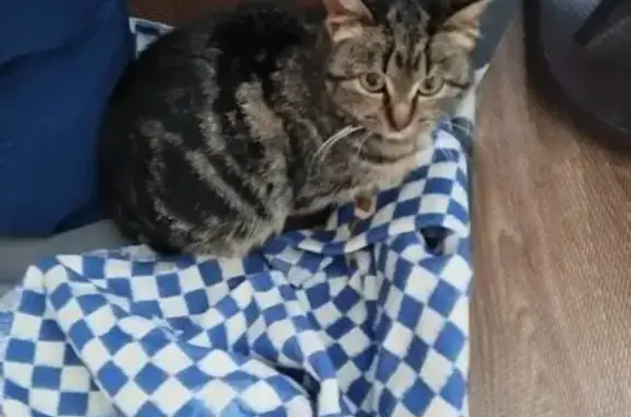 Найдена кошка, Орёл, фото: Найдена кошка, улица Чечневой, 1, Орёл - спокойная, маленькая, как подросток