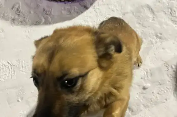 Пропала собака, Средняя улица, 65, Красненькая - два ошейника, один кожаный, второй розовый от блох - photo