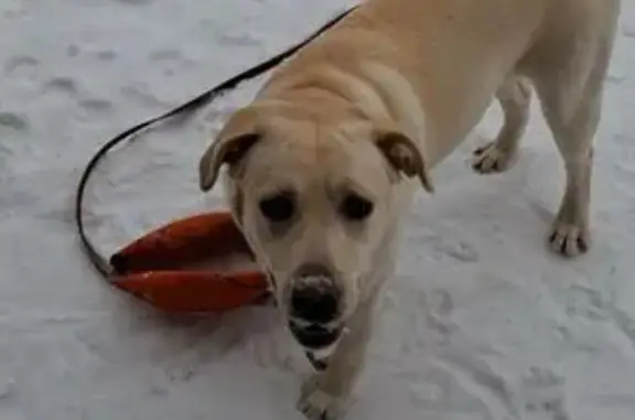 Пропал собака, Казань, Татарстан - photo