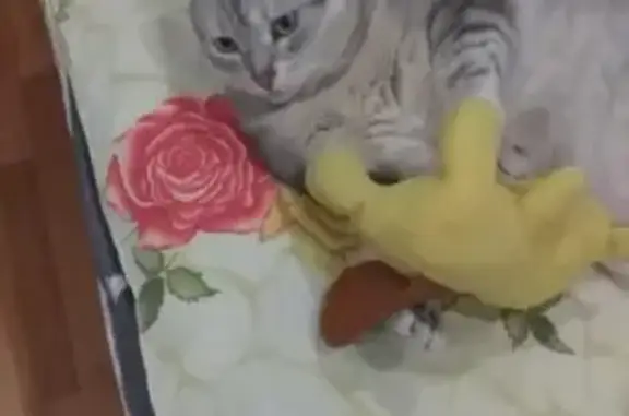 Пропал кот, улица Свободы, Самара - домашний, случайно выбежал из подъезда - photo