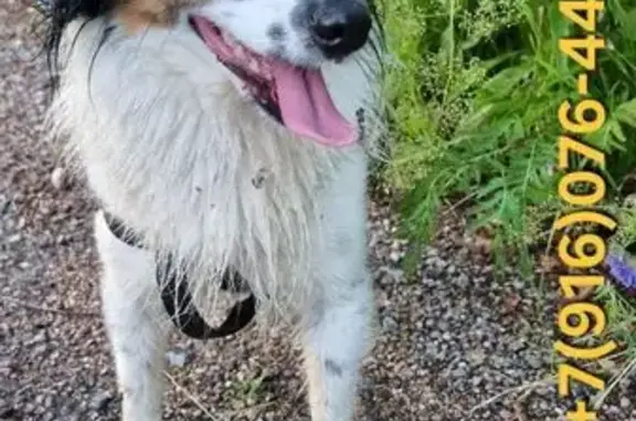 Пропал собака, Волоколамский район — метис, похож на папийона - photo
