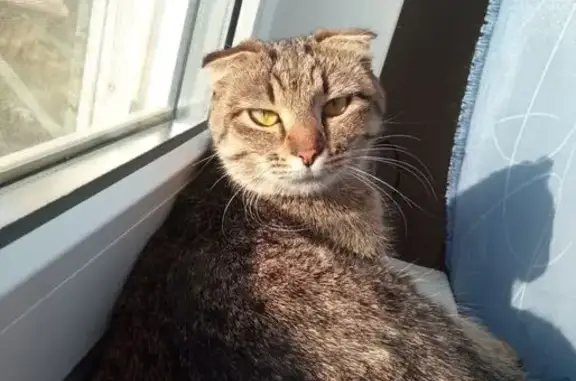 Пропала кошка, Хвалынская улица, 115, Волгоград - короткая гладкая шерсть - photo