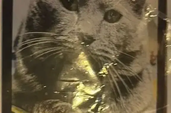 Пропал кот, 2-я Владимирская улица, 27, Москва - серый, ласковый, не кастрирован - photo