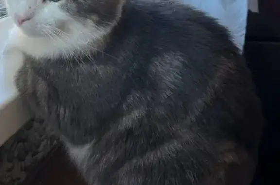 Пропал кот, улица Ленина, Ставрополь - серо-белый окрас, шрам на носу - photo