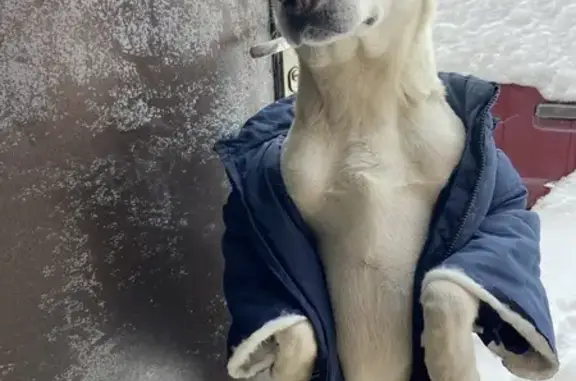 Пропал собака, Подъездная улица, 2, Ростов-на-Дону - белый окрас, кличка Кефир - photo