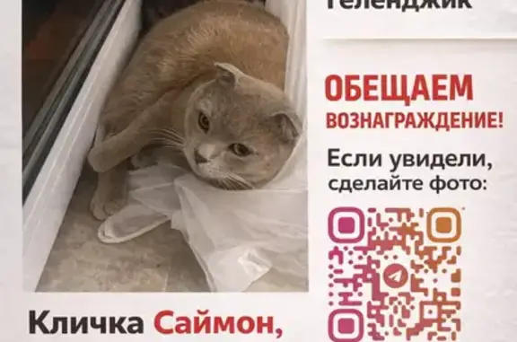 Пропал кот, Геленджикский проспект, 133, Геленджик - серый окрас, очень разговорчивый - photo