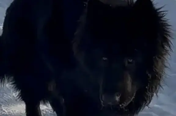 Пропала собака, Опеченское сельское поселение, Опеченское - молодая немецкая овчарка - photo