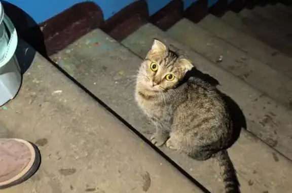 Найдена кошка, Тверь, фото: Найдена кошка, улица Ерофеева, городской округ Тверь - сильно истощена, ласковая