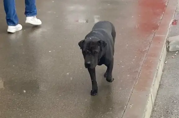 Найдена собака, Краснодар, фото: Найден собака, Черкасская улица, 57, Краснодар - бегает по улице, выбегает на дорогу