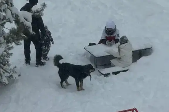 Найдена собака, Пенза, фото: Найдена собака в ошейнике, проезд Клары Цеткин, Пенза