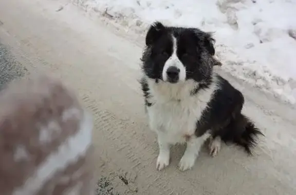 Найдена собака, Ногинск, фото: Найдена собака, Майская улица, 37, Ногинск - приветливая, ест с рук