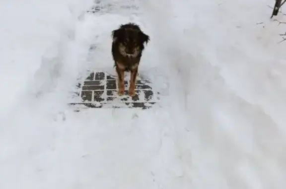 Найденные животные Липецк, фото: Найден собака, мужской, улица Артёмова, 7, городской округ Липецк