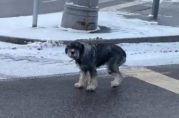 Пропала собака, девочка, Рублёвское шоссе (дублёр), 52, Москва - photo